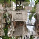 albahaca