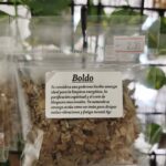 boldo