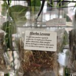 hierba levante