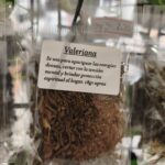 valeriana